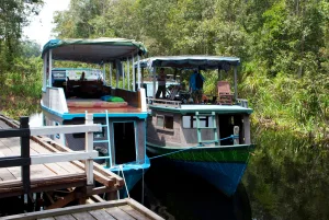 den orang-utans auf der spur 5 tage kurz trekkign tour auf hausboot mit cocostravel radreisen bali borneo kalimantan