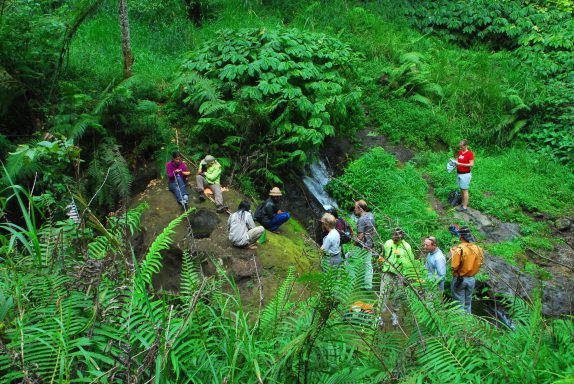 Erleben Sie Regenwald-Trekking und entdecken Sie die Geheimnisse des Kopi Luwak, des teuersten Kaffees der Welt!