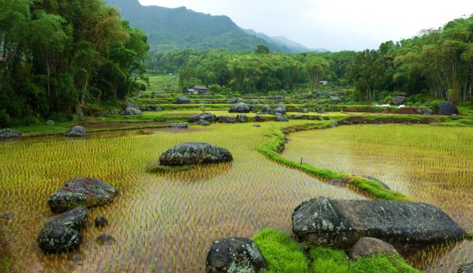 Entdecken Sie Sulawesi: Abenteuer, unberührte Natur, Kultur und atemberaubende Tauchspots in Indonesien!