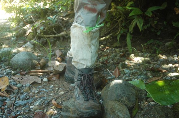 Im Gunung Leuser Nationalpark auf der Insel Sumatra leben noch sehr viele wilde Tiere unter anderem die Orang-Utans.