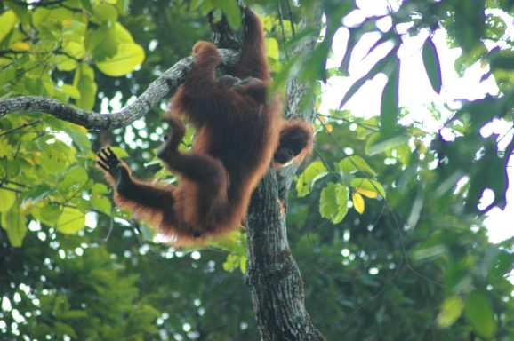 Im Gunung Leuser Nationalpark auf der Insel Sumatra leben noch sehr viele wilde Tiere unter anderem die Orang-Utans.