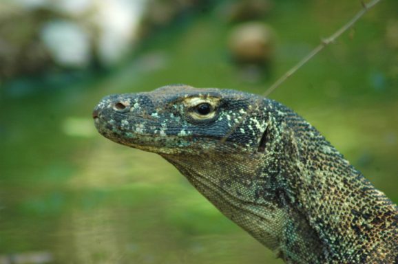 Entdecken Sie den Komodo-Nationalpark: Heimat der Komodowarane und faszinierender Unterwasserwelt.