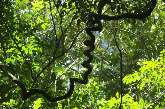 Im Gunung Leuser Nationalpark auf der Insel Sumatra leben noch sehr viele wilde Tiere unter anderem die Orang-Utans.