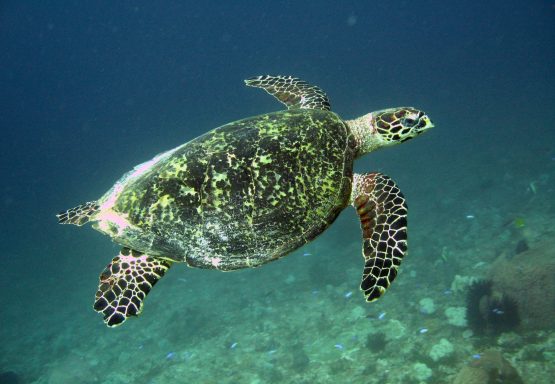 Entdecken Sie Sumbawa: unberührte Strände, Abenteuer am Tambora und ein Paradies für Surfer und Naturliebhaber.