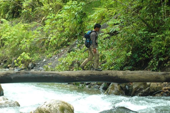 Im Gunung Leuser Nationalpark auf der Insel Sumatra leben noch sehr viele wilde Tiere unter anderem die Orang-Utans.