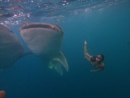 Entdecken Sie die Walhaie auf unserer 15-tägigen Aktivtour von Bali nach Sumbawa: Biken, Schnorcheln, Segeln und Relaxen