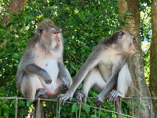 Erleben Sie eine unvergessliche Radtour von Bedugul nach Ubud mit Tempelbesuch und atemberaubender Natur!