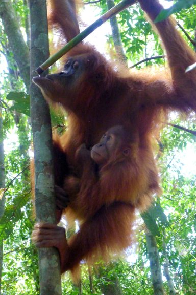 Auf den Spuren der Orang-Utans in Nord-Sumatra 14 Tage Bike Abenteuer pur!