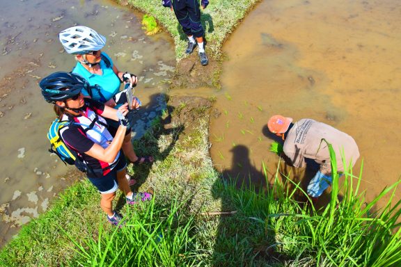 Erleben Sie eine unvergessliche Tagestour mit dem Bike zu den Reisterrassen und dem heiligen Wasser in Bali!