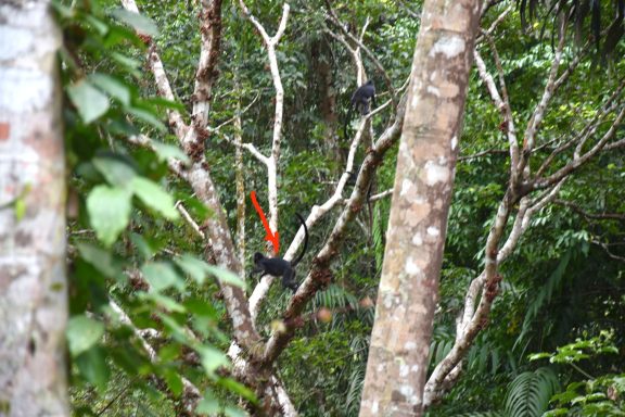 Erlebe bei einer Bike Adventure Tour in Java die exotische Pflanzenwelt der Regenwälder und im dichten Dschungel hautnah und unverfälscht