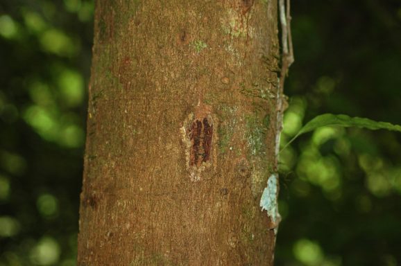 Im Gunung Leuser Nationalpark auf der Insel Sumatra leben noch sehr viele wilde Tiere unter anderem die Orang-Utans.