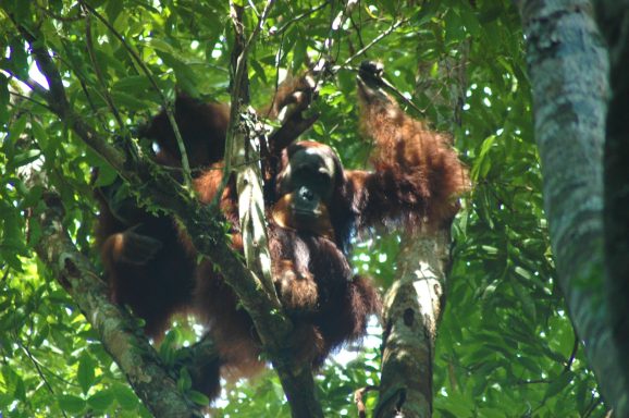 Im Gunung Leuser Nationalpark auf der Insel Sumatra leben noch sehr viele wilde Tiere unter anderem die Orang-Utans.