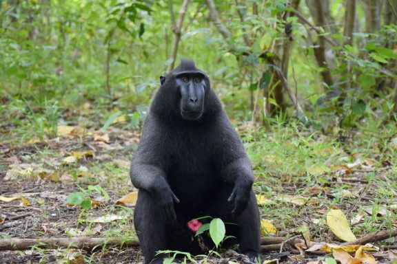 Entdecken Sie Sulawesi: 12-tägiges Bike-Abenteuer durch Vulkane, Regenwälder und unvergessliche Erlebnisse!