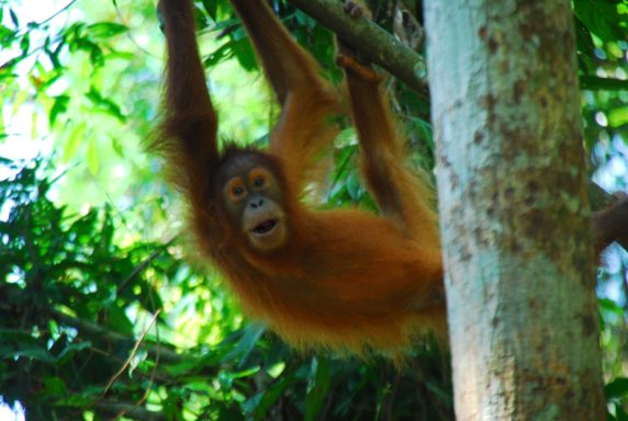 Auf den Spuren der Orang-Utans in Nord-Sumatra 14 Tage Bike Abenteuer pur!