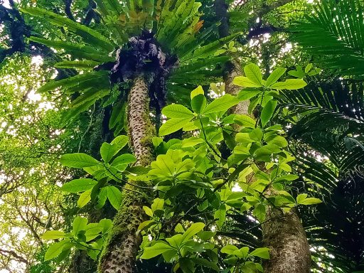 Erleben Sie eine unvergessliche Radtour von Bedugul nach Ubud mit Tempelbesuch und atemberaubender Natur!