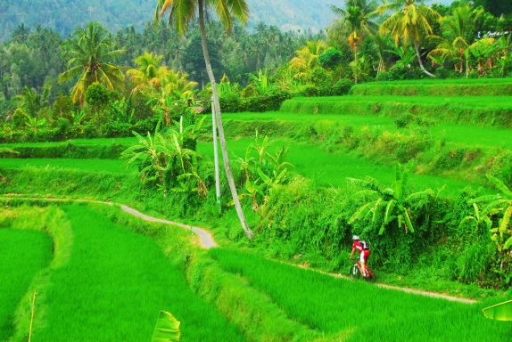 Beim Biken In Bali erleben sie kunstvoll geformte Reisterrassen, immergrünen tropischen Regenwald und eine einzigartige Kultur 