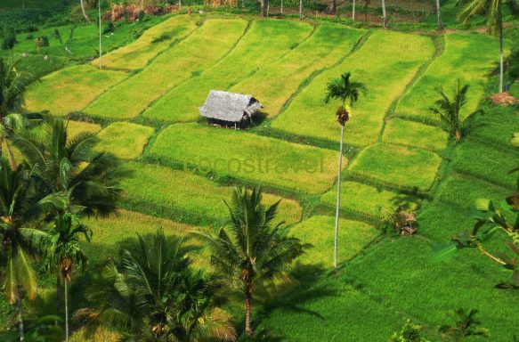 Entdecken Sie die Walhaie auf unserer 15-tägigen Aktivtour von Bali nach Sumbawa: Biken, Schnorcheln, Segeln und Relaxen