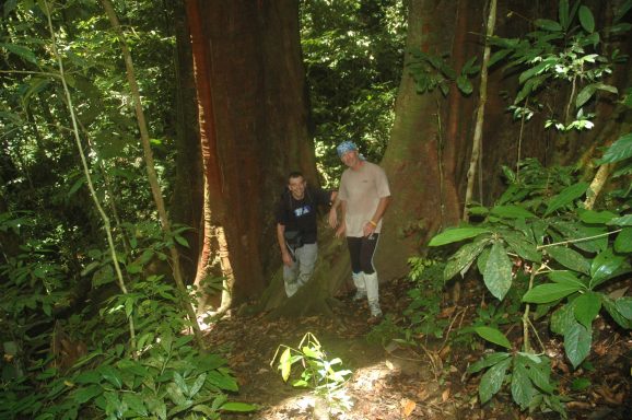 Im Gunung Leuser Nationalpark auf der Insel Sumatra leben noch sehr viele wilde Tiere unter anderem die Orang-Utans.