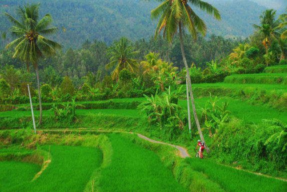 Entdecken Sie die Java Bike Erlebnis Tour: 8 Tage von Bali zum Vulkan Ijen. Kontaktieren Sie uns für mehr Infos!