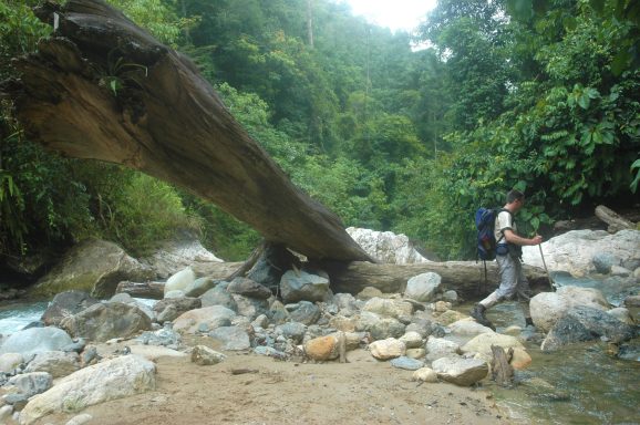 Im Gunung Leuser Nationalpark auf der Insel Sumatra leben noch sehr viele wilde Tiere unter anderem die Orang-Utans.