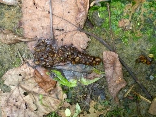 Erleben Sie Regenwald-Trekking und entdecken Sie die Geheimnisse des Kopi Luwak, des teuersten Kaffees der Welt!