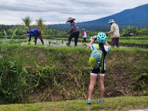 Erleben Sie die Jatiluwih Reisterrassen mit einer geführten 1-Tages-Radtour von Batukaru bis zum Schmetterlingspark!