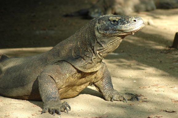 Entdecken Sie den Komodo-Nationalpark: Heimat der Komodowarane und faszinierender Unterwasserwelt.