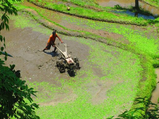 Erleben Sie eine unvergessliche Radtour von Bedugul nach Ubud mit Tempelbesuch und atemberaubender Natur!